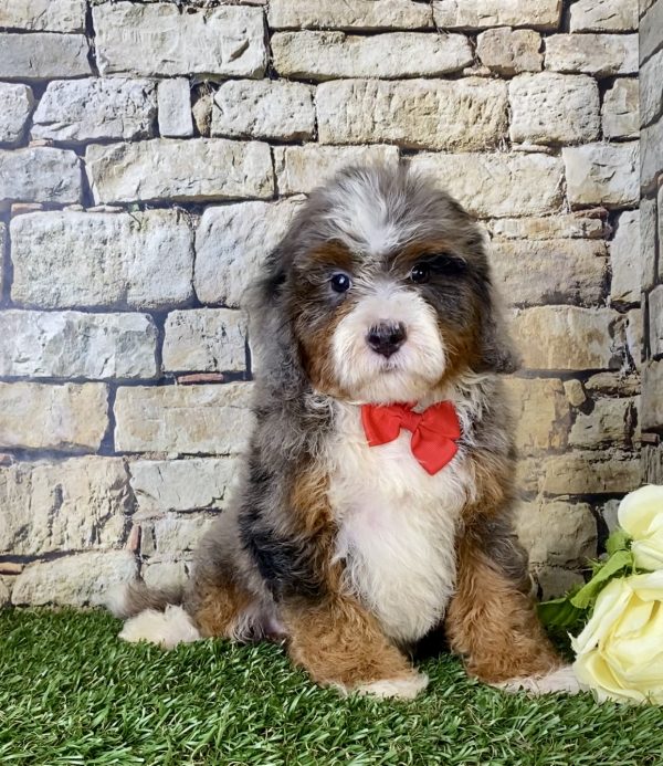 Mr. Blu the Mini-Bernedoodle - Image 3