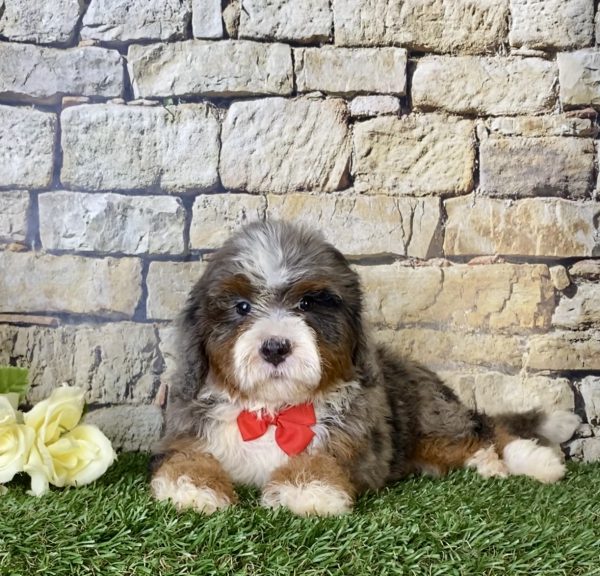 Mr. Blu the Mini-Bernedoodle - Image 4