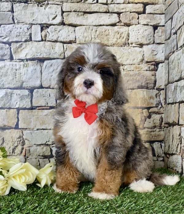Mr. Blu the Mini-Bernedoodle - Image 5