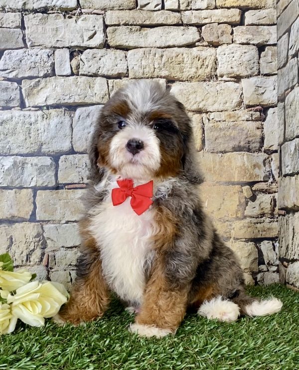 Mr. Blu the Mini-Bernedoodle - Image 6