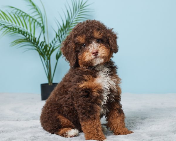 Mr. Benson the F1B Mini-Bernedoodle (Bella's Litter) - Image 9