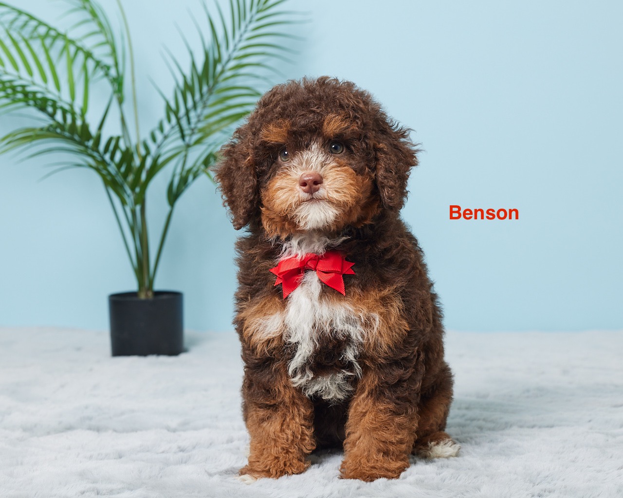 Mr. Benson the F1B Mini-Bernedoodle (Bella's Litter)
