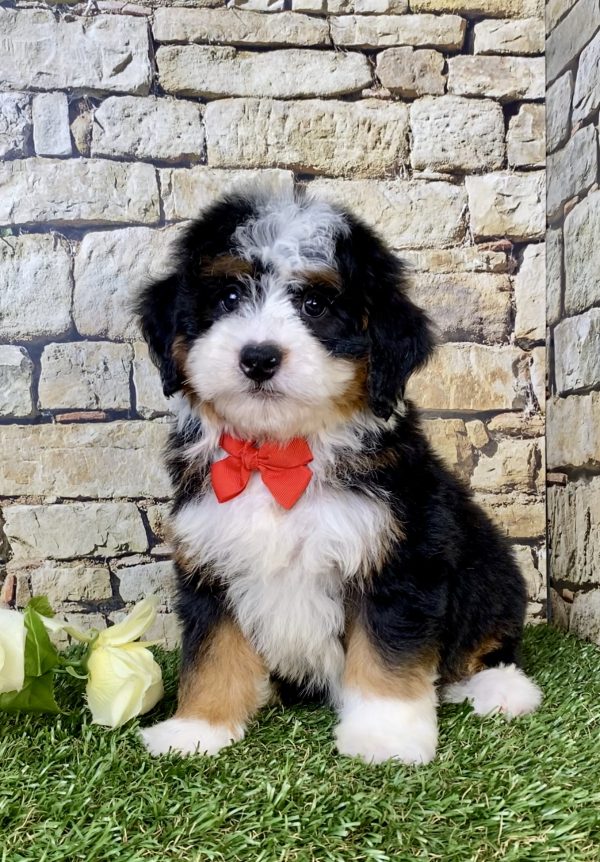 Photo of Mr. Vince the Mini-Bernedoodle puppy