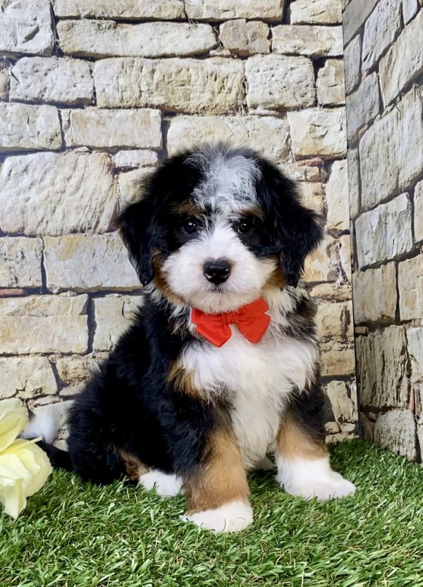 Photo of Mr. Vince the Mini-Bernedoodle puppy