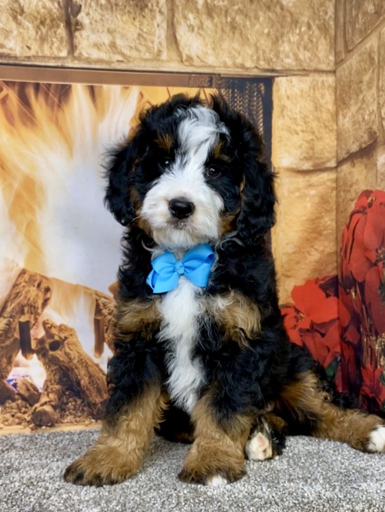 Photo of Mr. Carter the Mini-Bernedoodle puppy