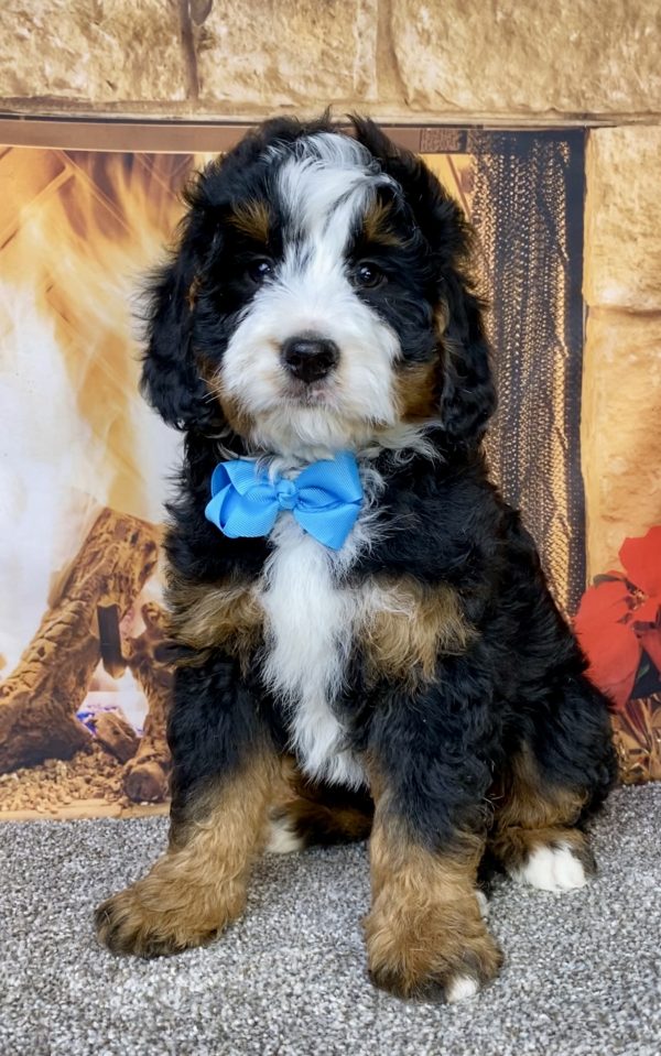 Photo of Mr. Carter the Mini-Bernedoodle puppy
