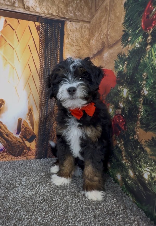 Mr. Enzo the F1B Micro Mini-Bernedoodle puppy