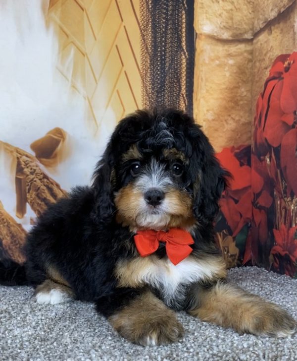 Photo of Mr. Baxter the Mini-Bernedoodle puppy