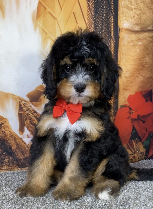 Photo of Mr. Baxter the Mini-Bernedoodle puppy