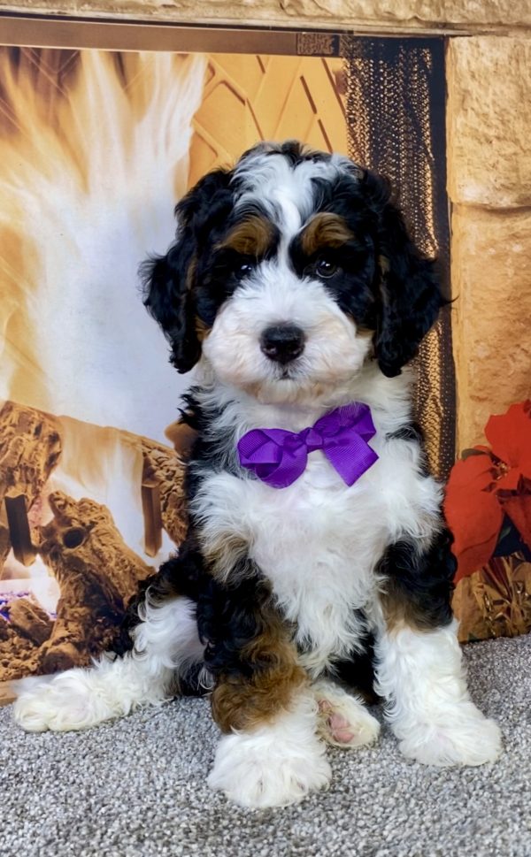 Ms. Joy the  Mini-Bernedoodle - Image 3