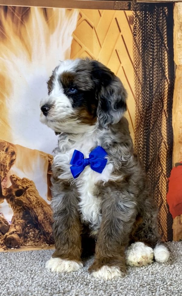 Photo of Mr. Milo the F1B Mini-Bernedoodle puppy