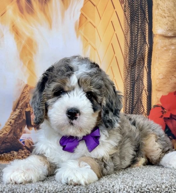 Photo of Ms. Faith the Mini-Bernedoodle puppy