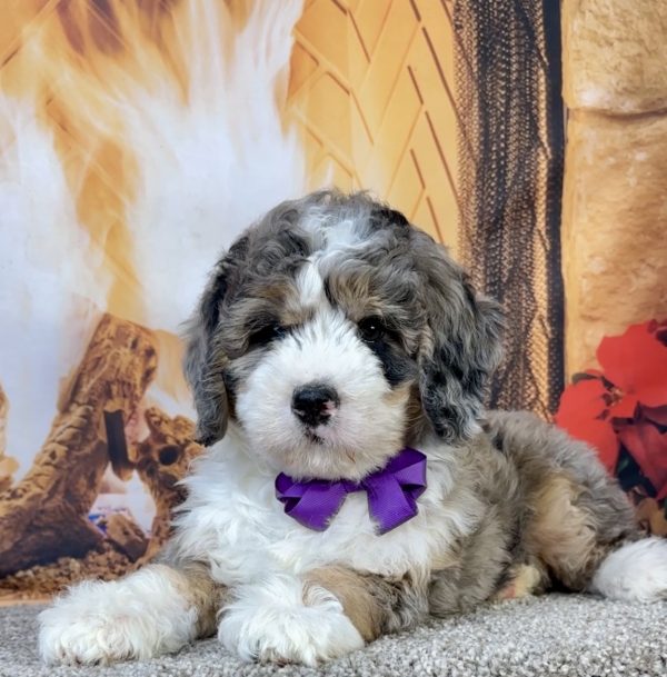 Photo of Ms. Faith the Mini-Bernedoodle puppy