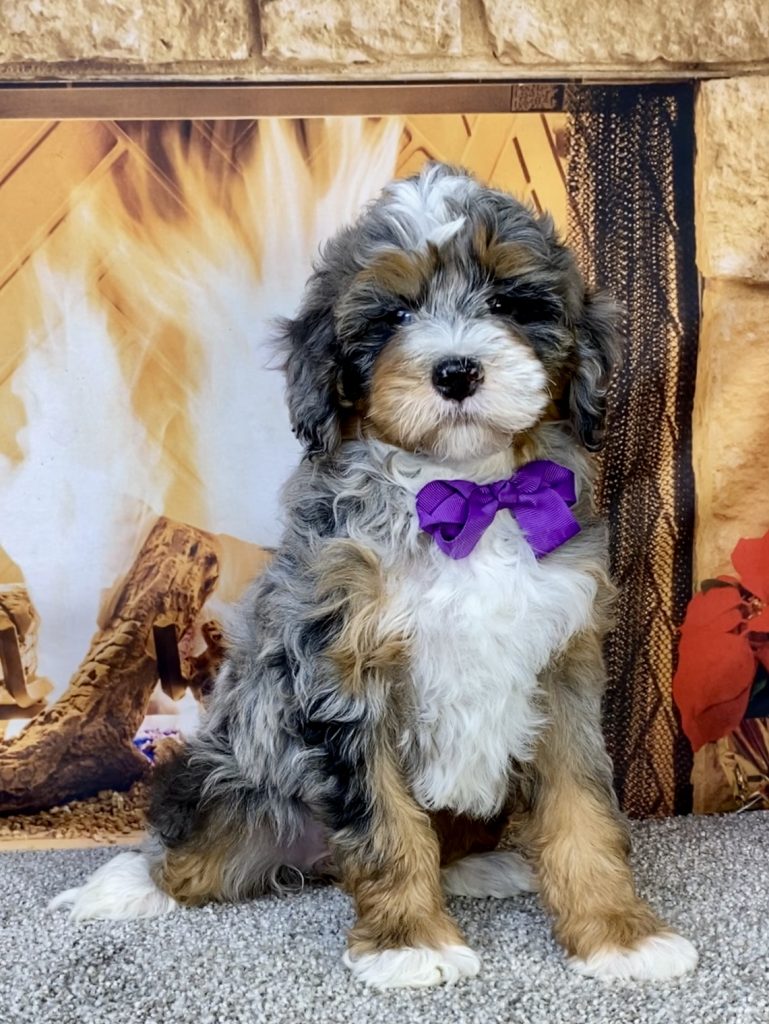 Photo of Ms. Ivory the F2 Mini-Bernedoodle puppy
