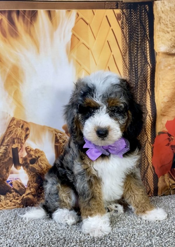 Photo of Ms. Kelly the F1B Mini-Bernedoodle puppy