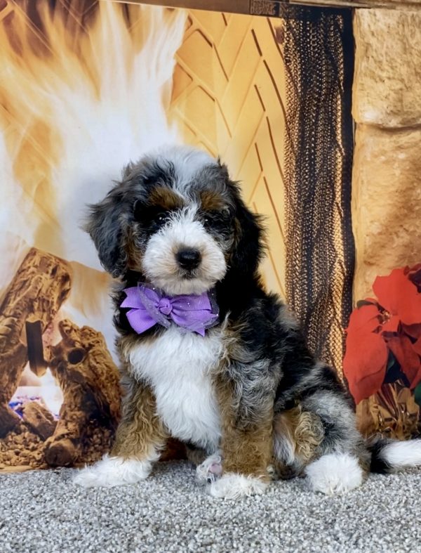 Photo of Ms. Kelly the F1B Mini-Bernedoodle puppy