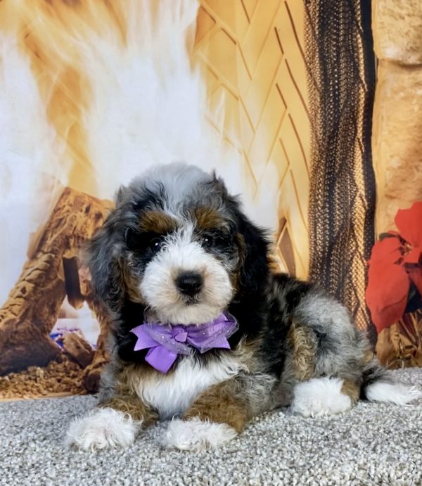 Photo of Ms. Kelly the F1B Mini-Bernedoodle puppy