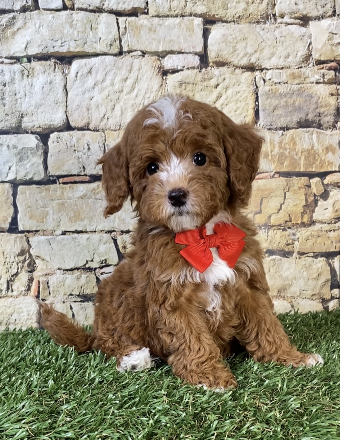 Mr. Sammy the F1B Micro Mini-Bernedoodle