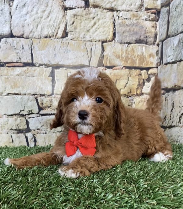 Mr. Sammy the F1B Micro Mini-Bernedoodle - Image 6