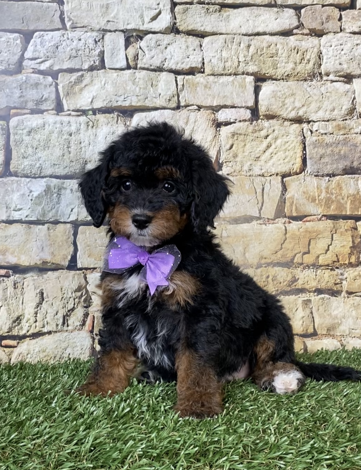 Ms. Sue the F1B Micro Mini-Bernedoodle