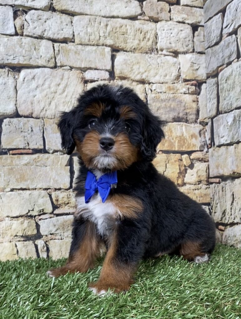 Photo of Mr. Aaron the Mini-Bernedoodle puppy
