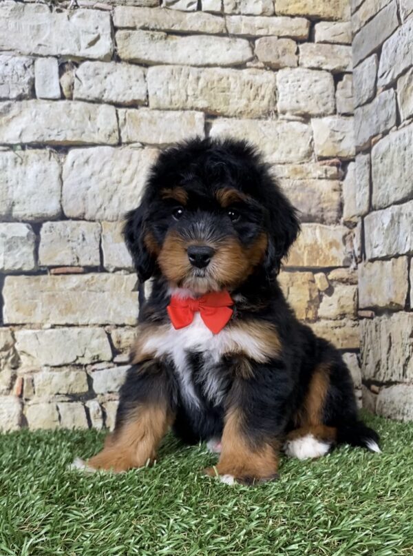 Photo of Mr. Adam the Mini-Bernedoodle puppy