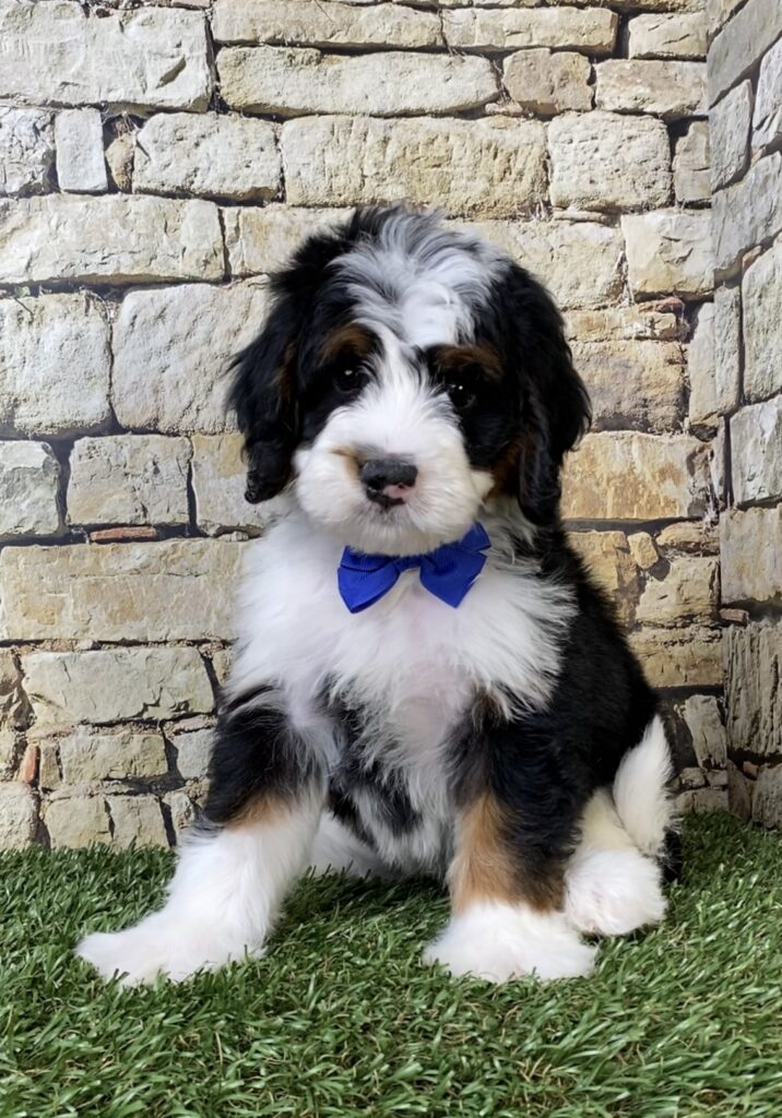 Photo of Mr. Aero the Mini-Bernedoodle puppy