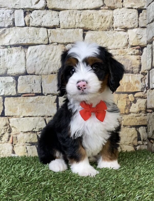 Mr. Alex the Mini-Bernedoodle puppy