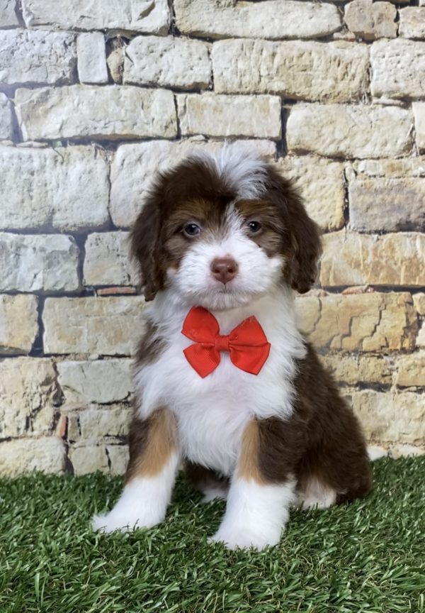 Photo of Mr. Phil the Mini-Bernedoodle puppy