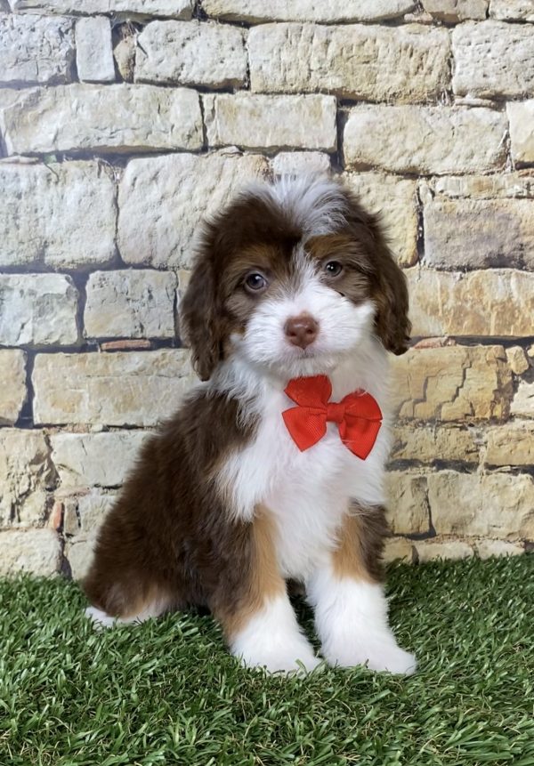 Photo of Mr. Phil the Mini-Bernedoodle puppy