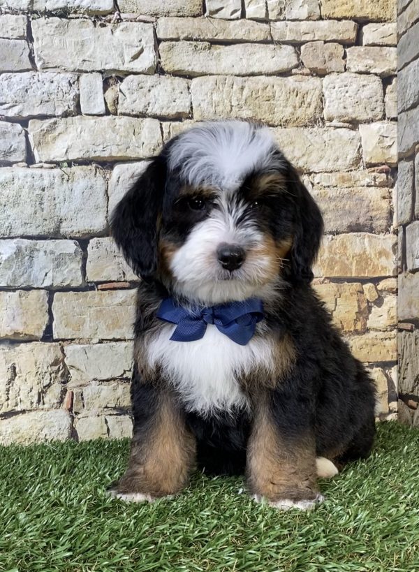 Mr. Rambo the F2 Mini-Bernedoodle puppy