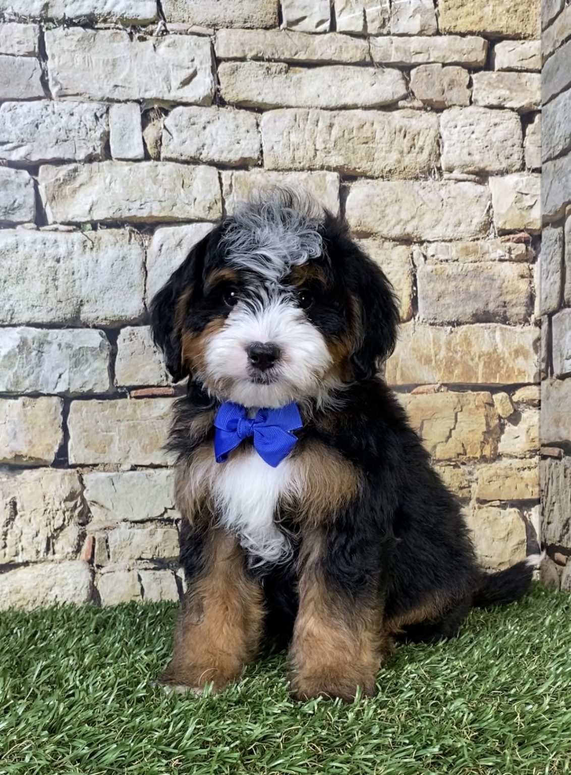 Photo of Mr. Ranger the F2 Mini-Bernedoodle puppy