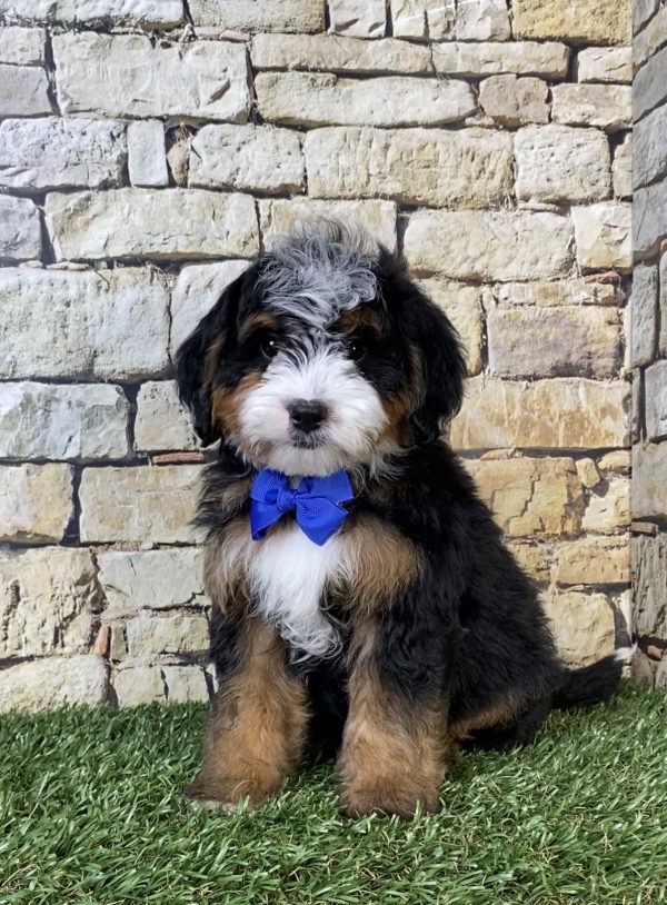 Photo of Mr. Ranger the F2 Mini-Bernedoodle puppy
