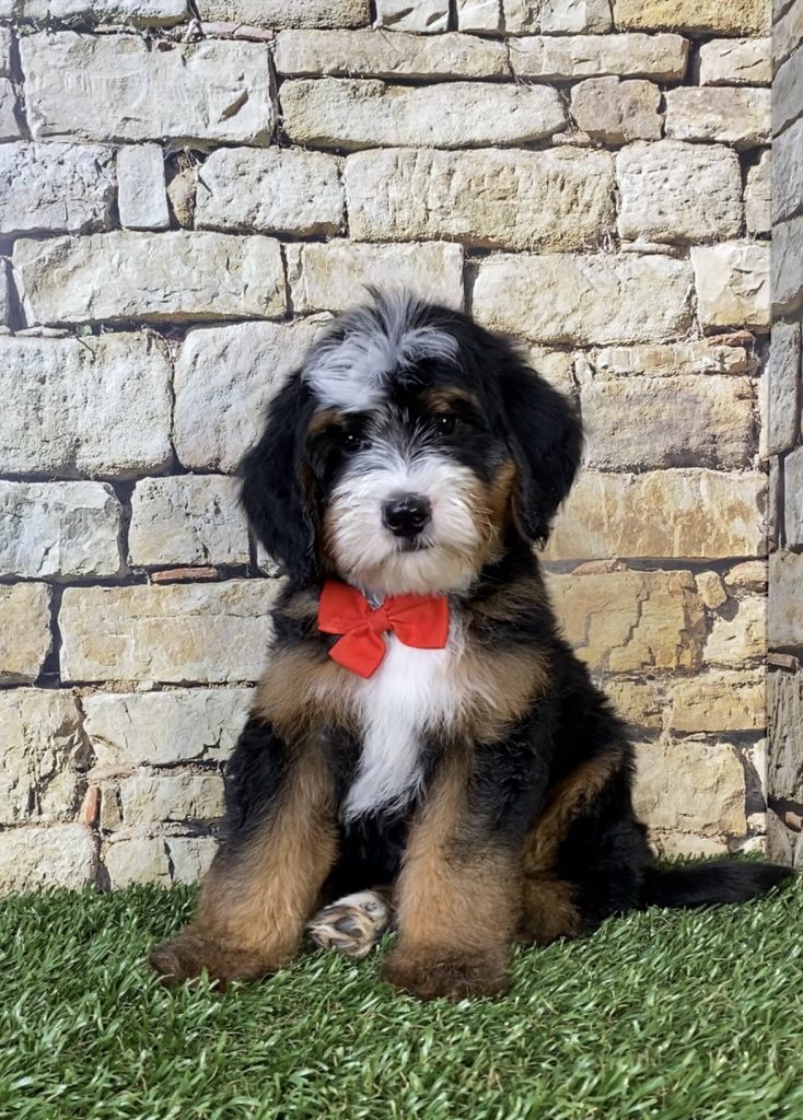 Photo of Mr. Ringo the F2 Mini-Bernedoodle puppy
