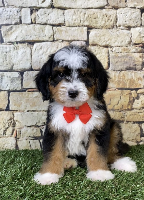 Photo of Mr. Royal the F2 Mini-Bernedoodle puppy