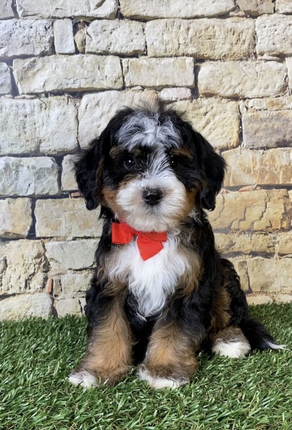 Photo of Mr. Russel the F2 Mini-Bernedoodle puppy