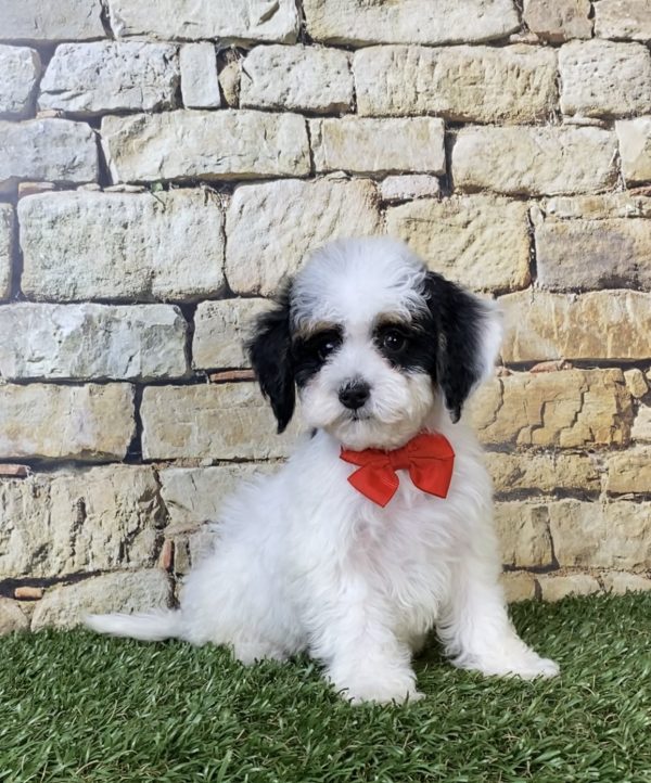 Photo of Mr. Sarge the F1B Micro Mini-Bernedoodle puppy