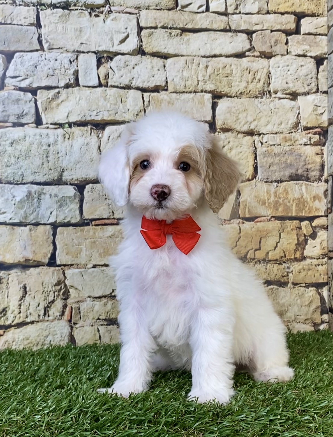 Photo of Mr. Silas the F1B Micro Mini-Bernedoodle puppy