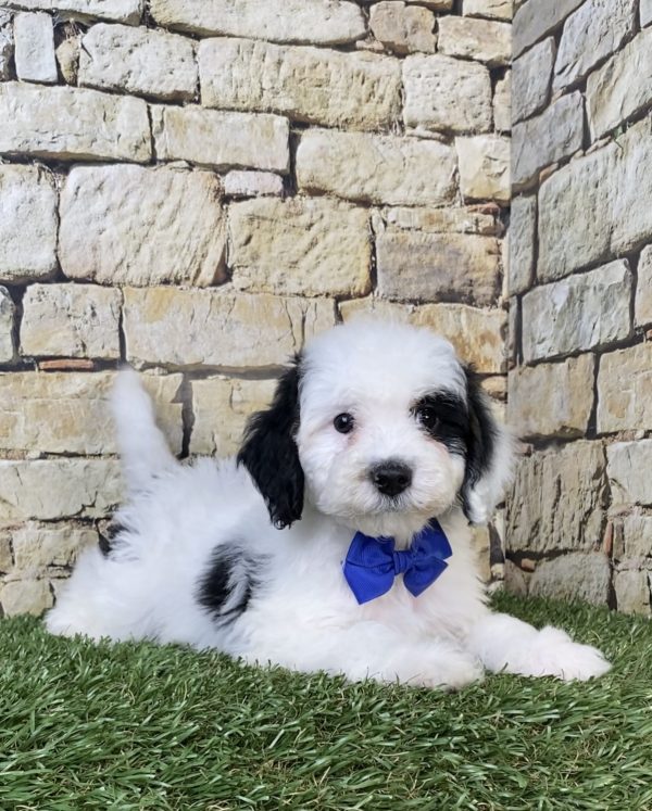 Photo of Mr. Smoke the F1B Micro Mini-Bernedoodle puppy