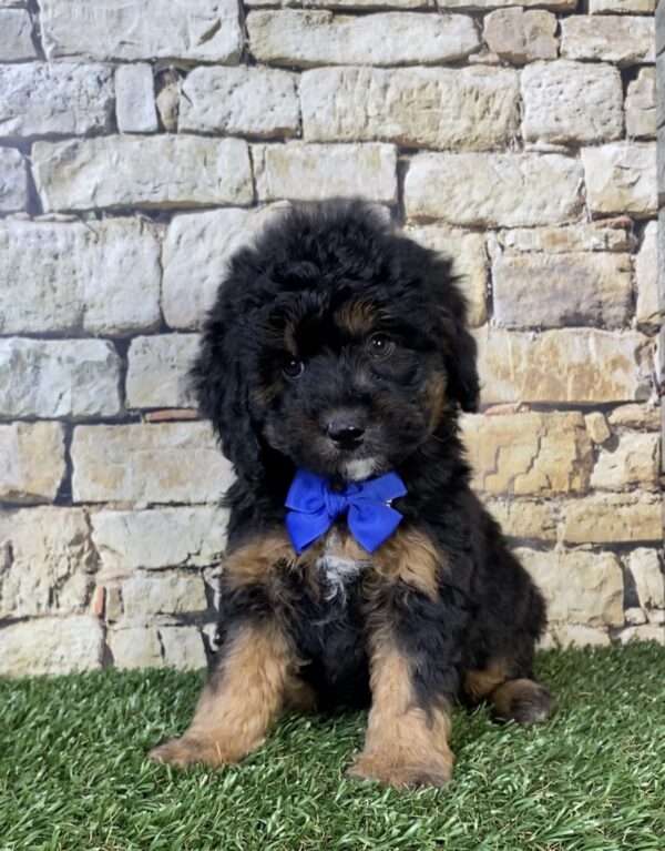 Photo of Mr. Teddy the F1B Micro Mini-Bernedoodle puppy