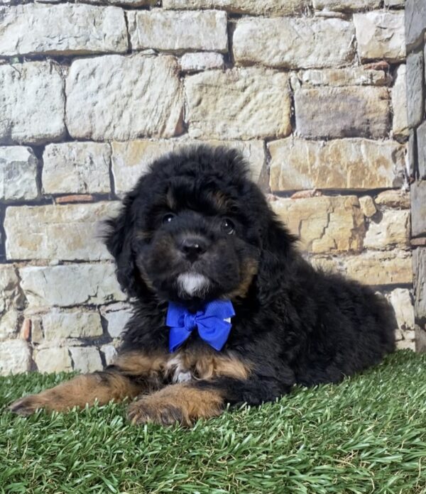 Photo of Mr. Teddy the F1B Micro Mini-Bernedoodle puppy