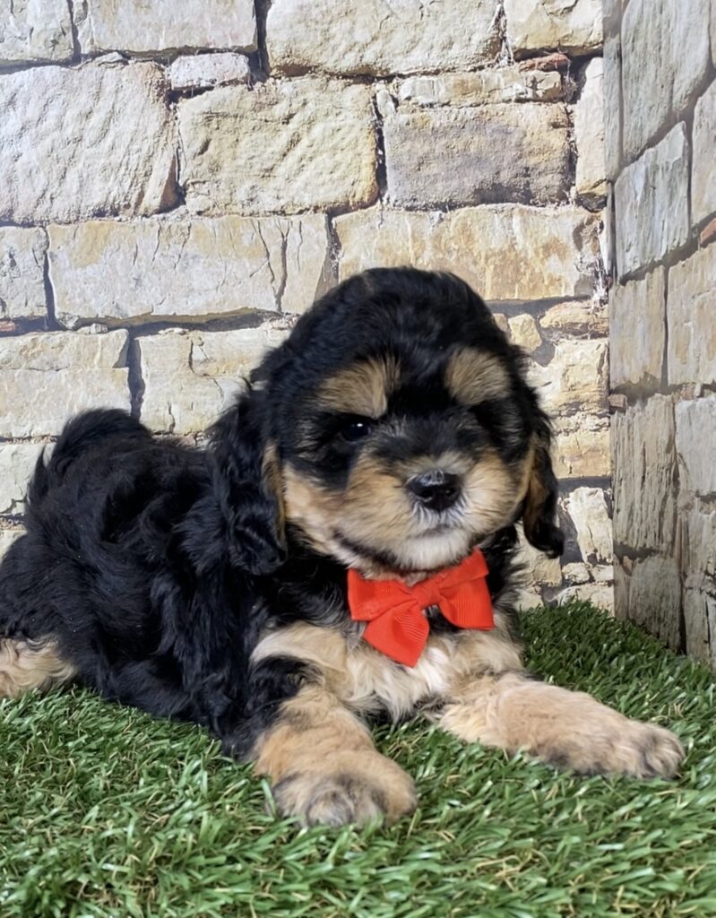 Photo of Mr. Tyler the F1B Micro Mini-Bernedoodle puppy