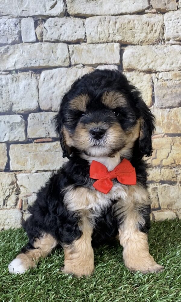 Photo of Mr. Tyler the F1B Micro Mini-Bernedoodle puppy