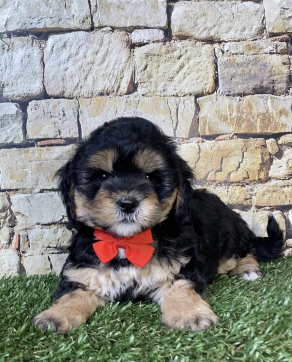 Photo of Mr. Tyler the F1B Micro Mini-Bernedoodle puppy