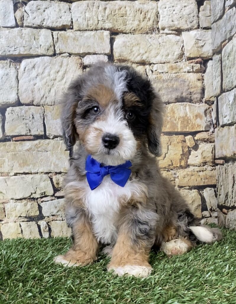 Photo of Mr. Wes the F1B Micro Mini-Bernedoodle puppy