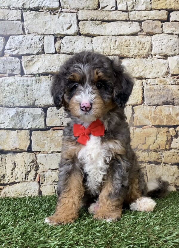 Mr. Windsor the F1B Mini-Bernedoodle puppy