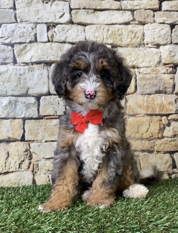 Photo of Mr. Windsor the F1B Micro Mini-Bernedoodle puppy