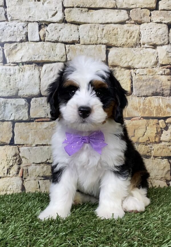 Ms. Amy the Mini-Bernedoodle puppy