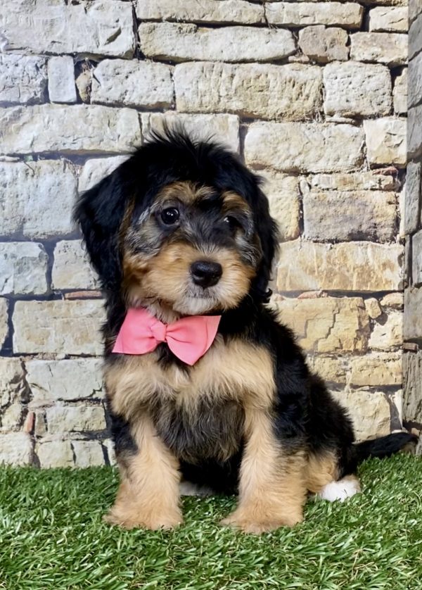 Photo of Ms. Peony the Mini-Bernedoodle puppy