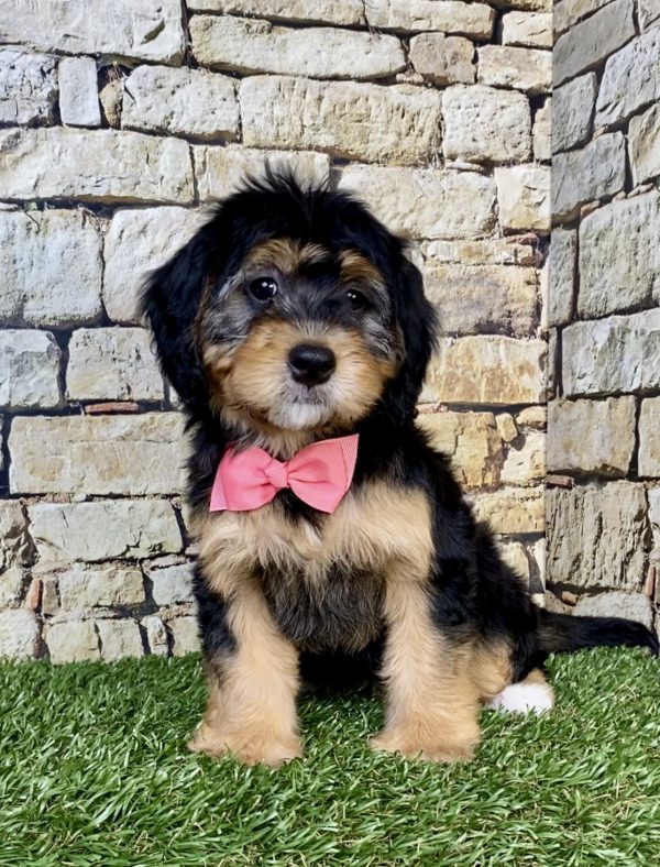 Photo of Ms. Peony the Mini-Bernedoodle puppy